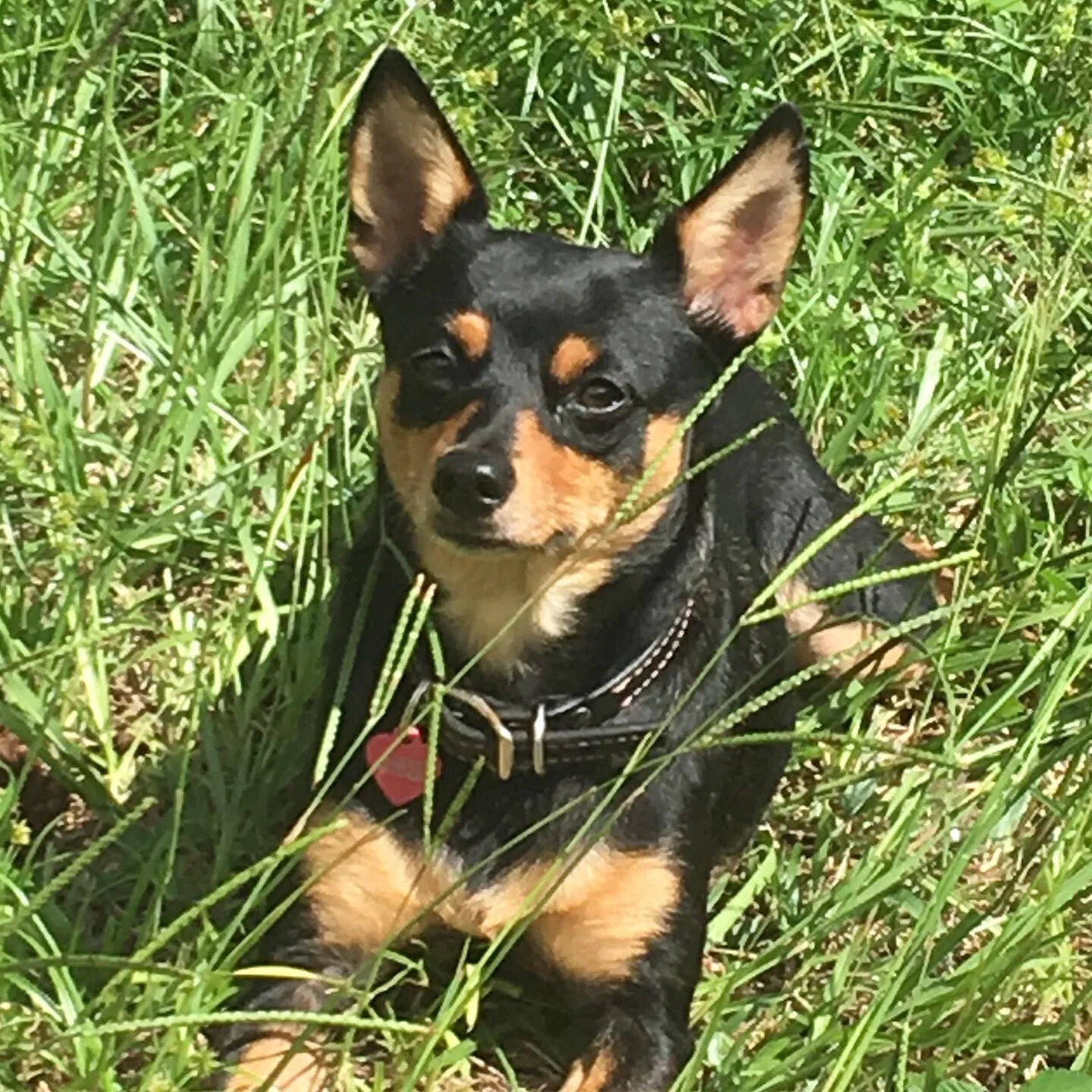 Lost dog in Tampa, FL, 33619