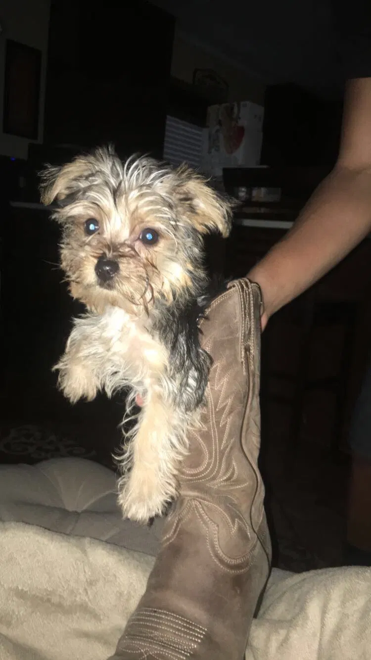 Lost dog in Fontana, CA, 92336