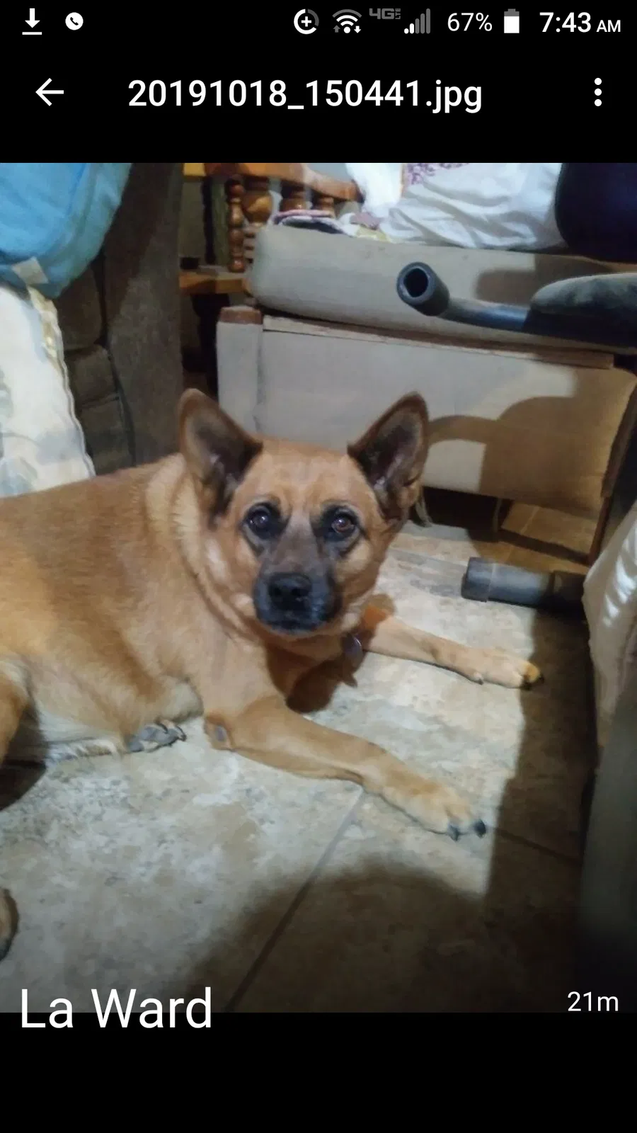 Lost dog in Phoenix, AZ, 85017