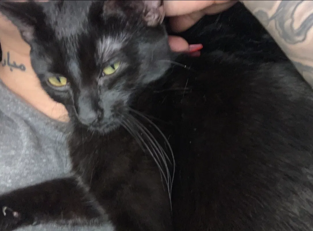 Lost cat in Champlin, MN, 55316