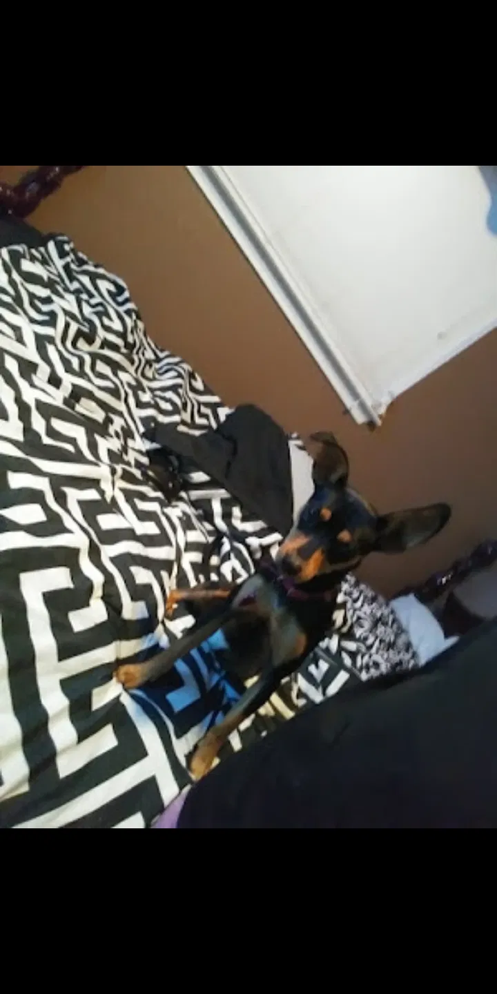 Lost dog in San Antonio, TX, 78233