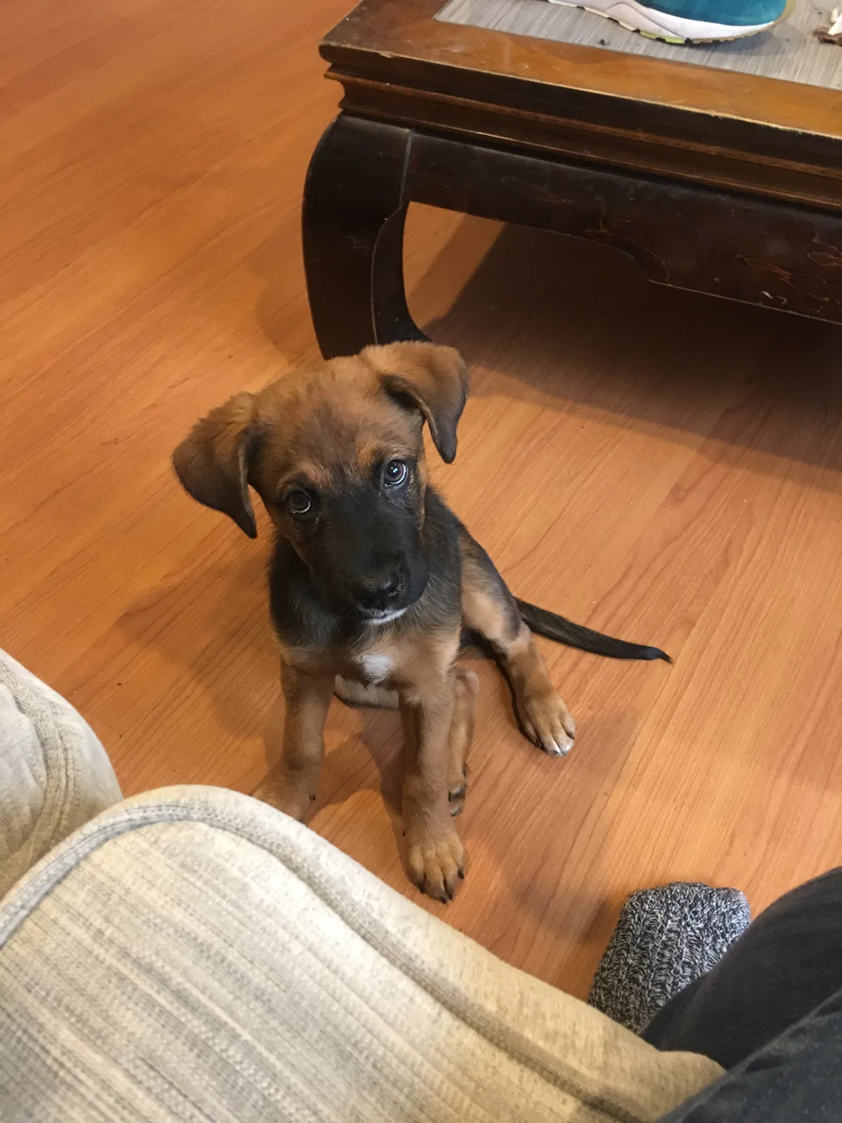 Lost dog in Atlanta, GA, 30310