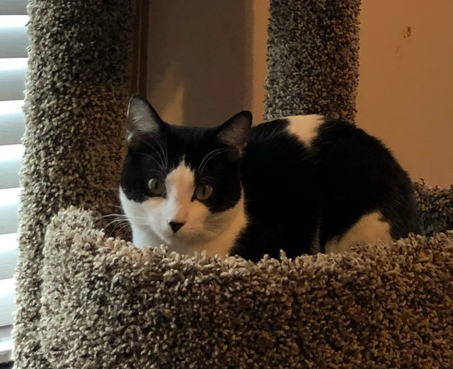 Lost cat in Claysville, PA, 15323