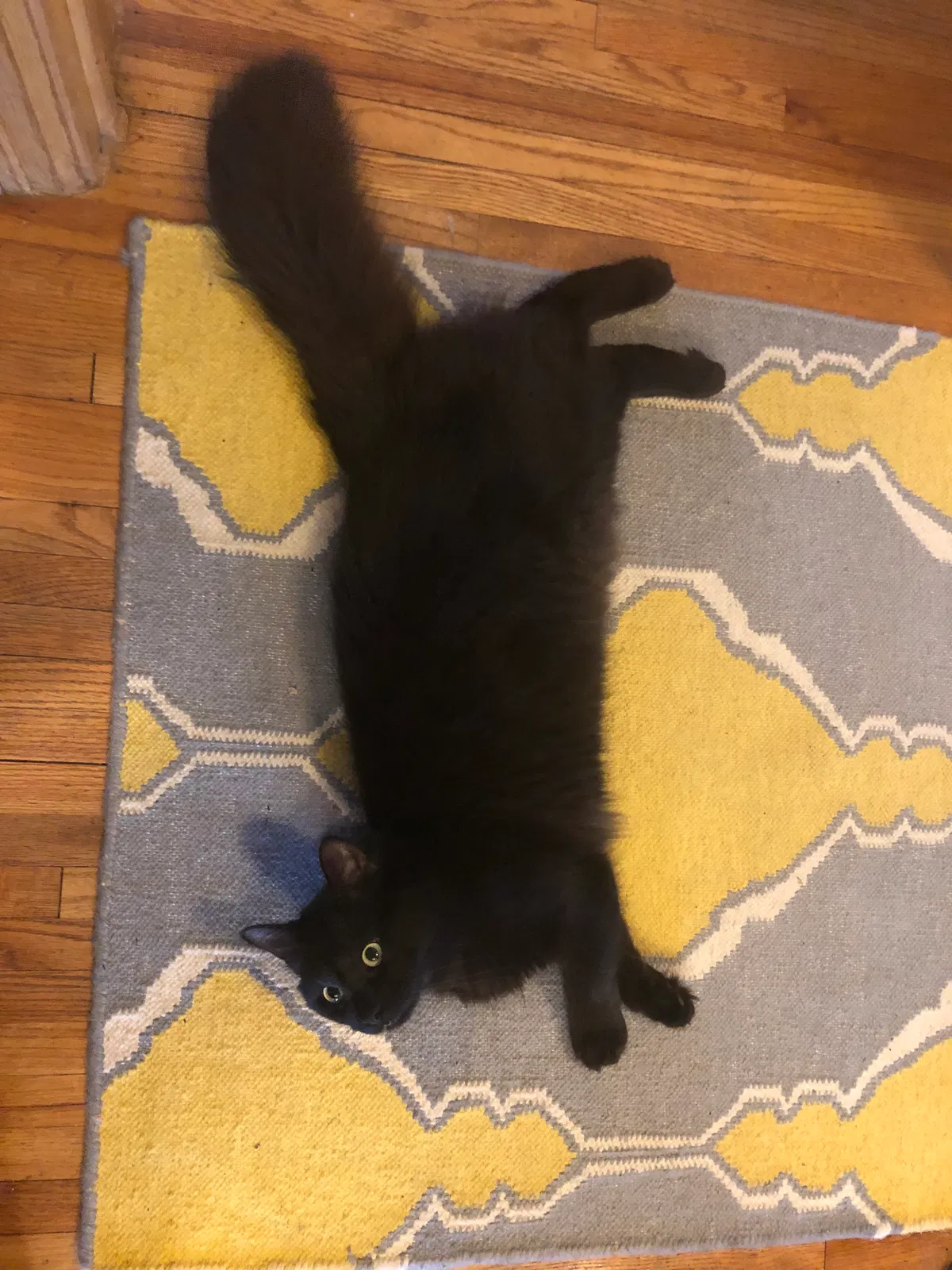 Lost cat in Minneapolis, MN, 55418