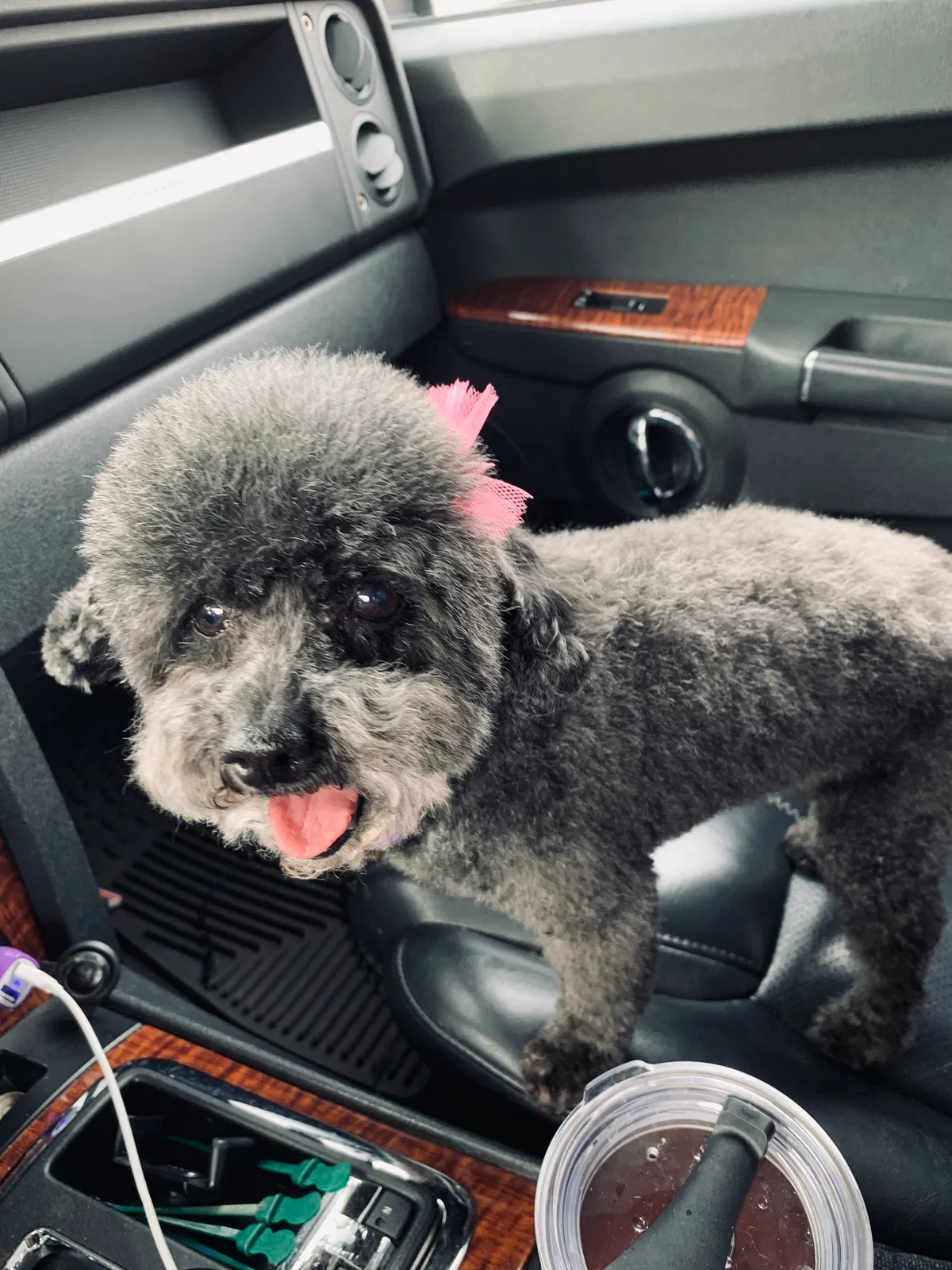 Lost dog in Thornton, CO, 80241