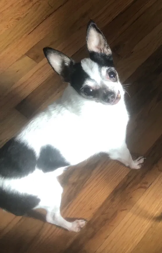 Lost dog in Portland, OR, 97222