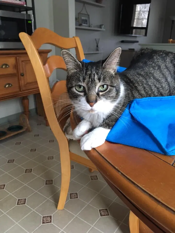Lost cat in Aston, PA, 19014