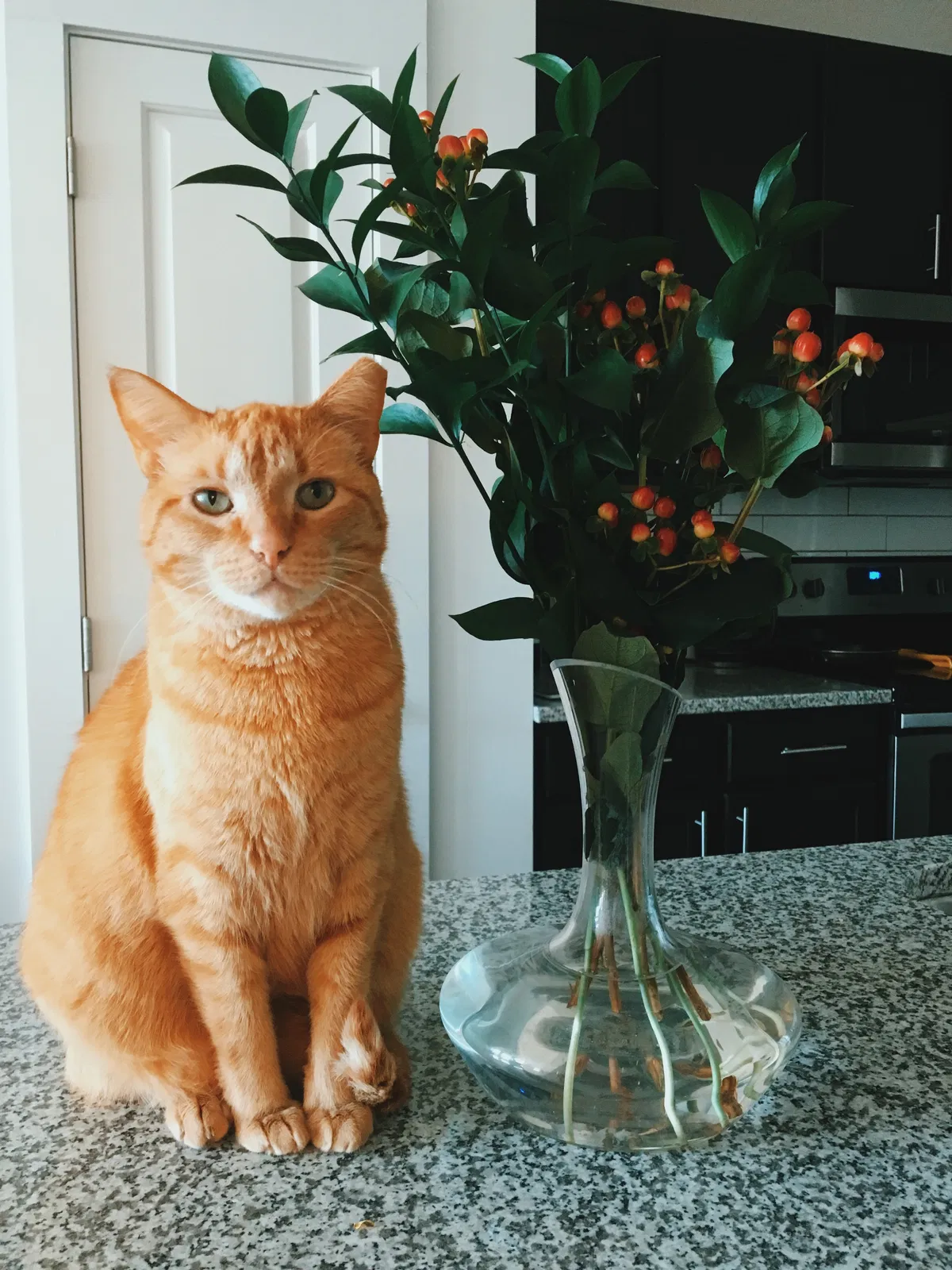 Lost cat in Charlotte, NC, 28209