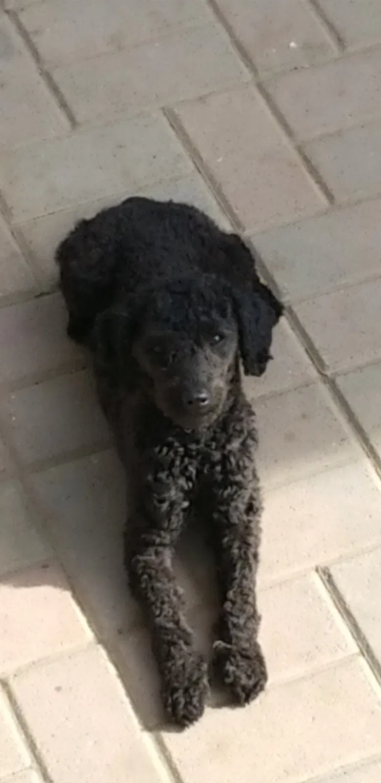 Lost dog in Midlothian, VA, 23112