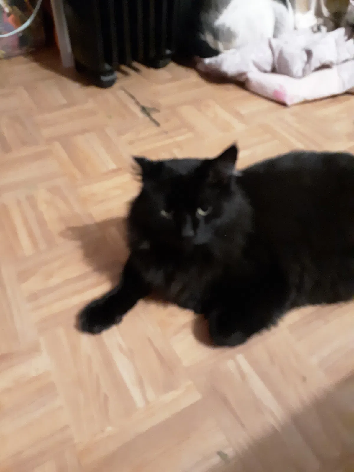 Lost cat in Willowbrook, IL, 60527