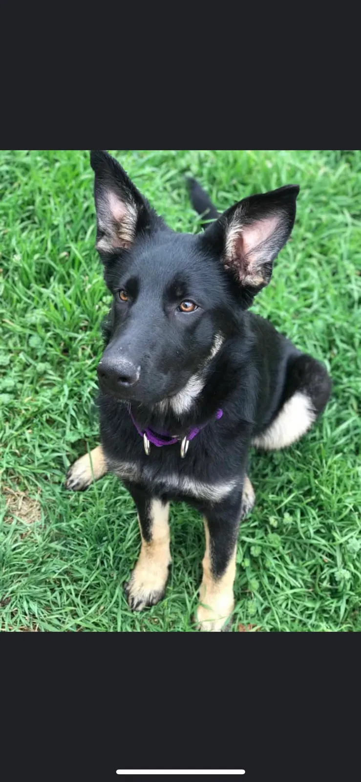 Lost dog in Broken Arrow, OK, 74012