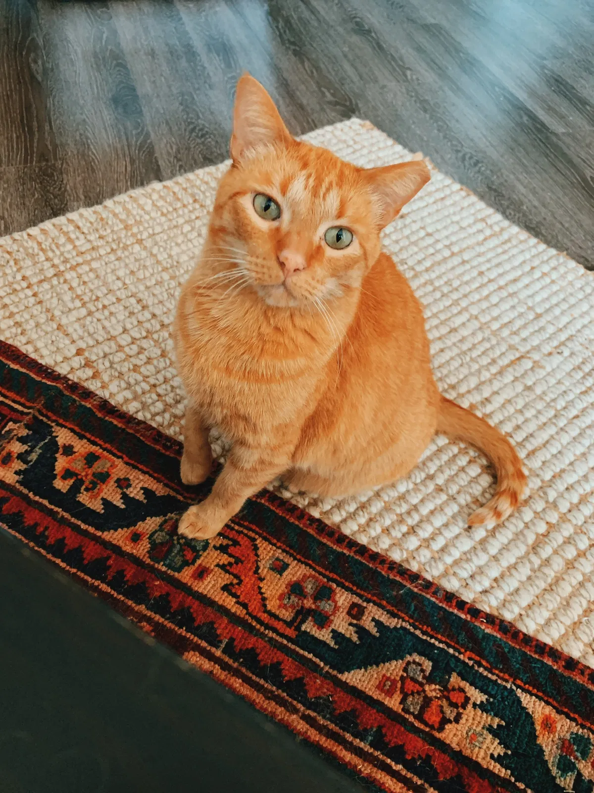 Lost cat in Fort Mill, SC, 29715