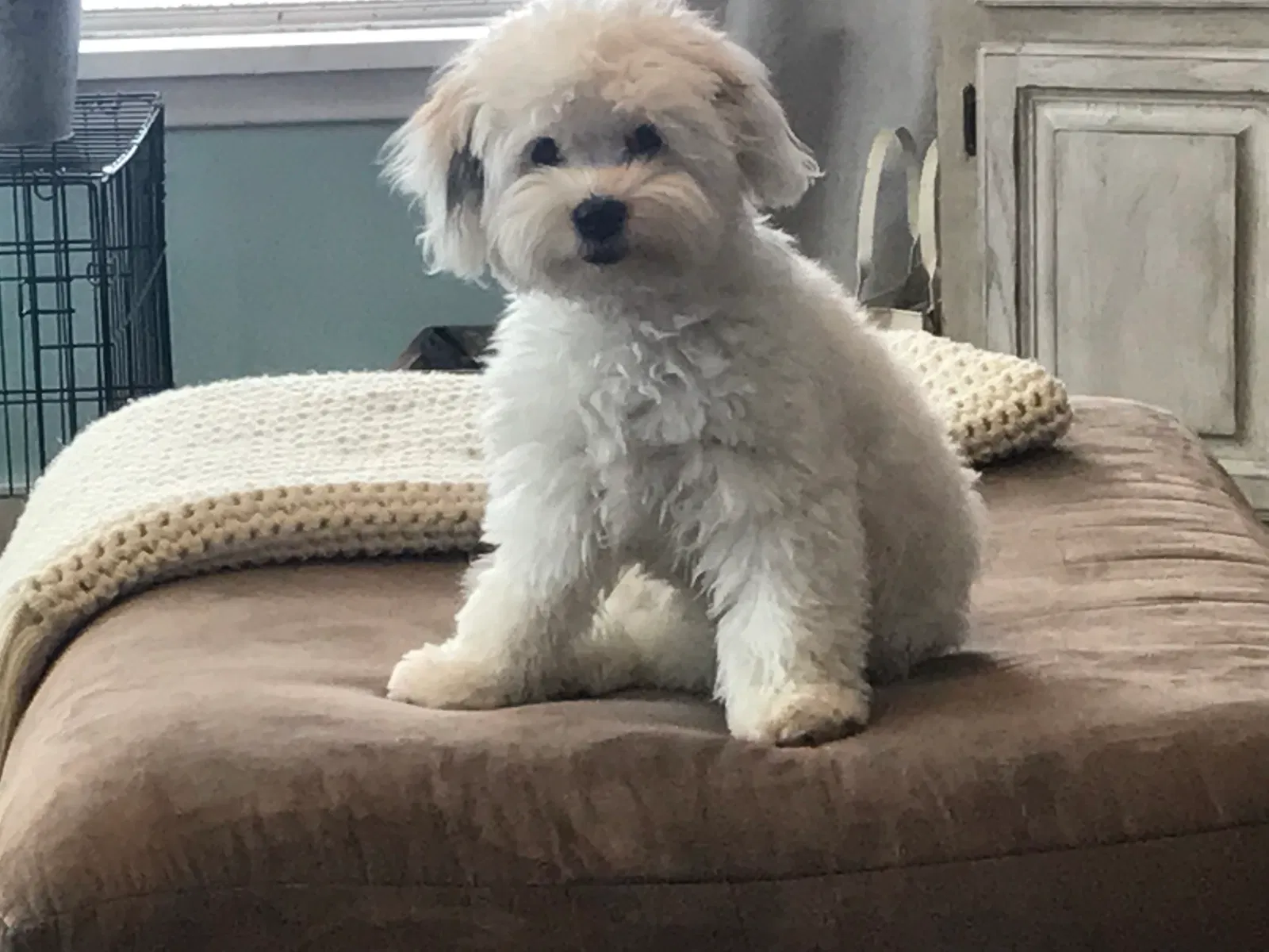 Lost dog in Preston, ID, 83263