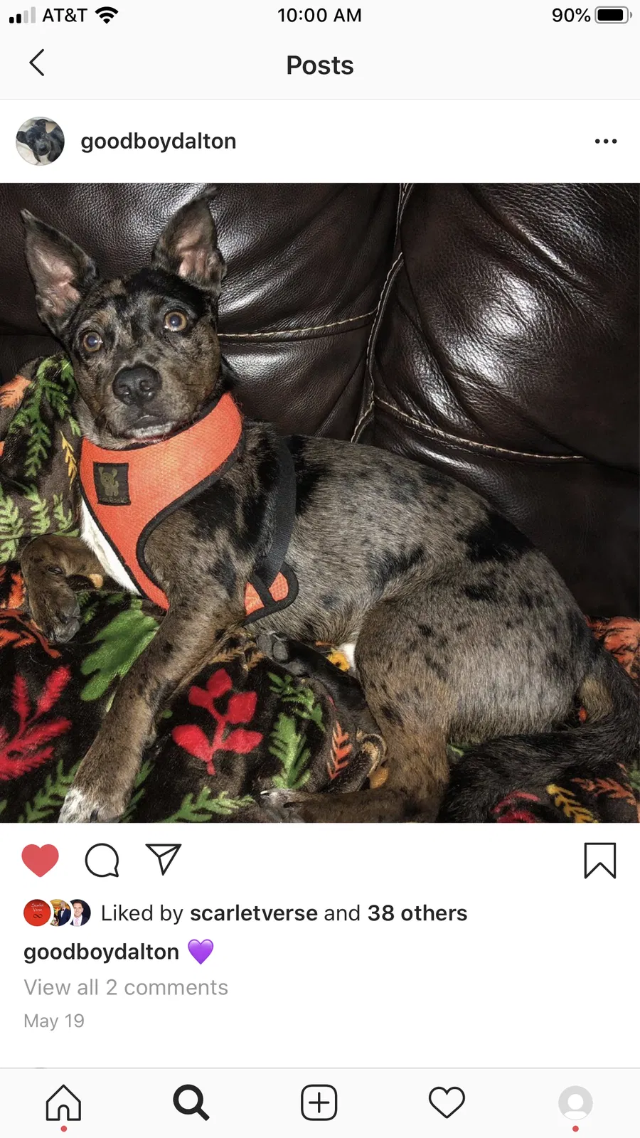 Lost dog in Miami, FL, 33155