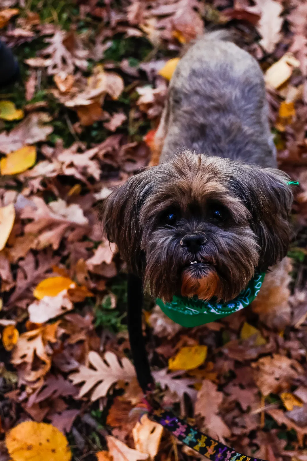Lost dog in Minneapolis, MN, 55427