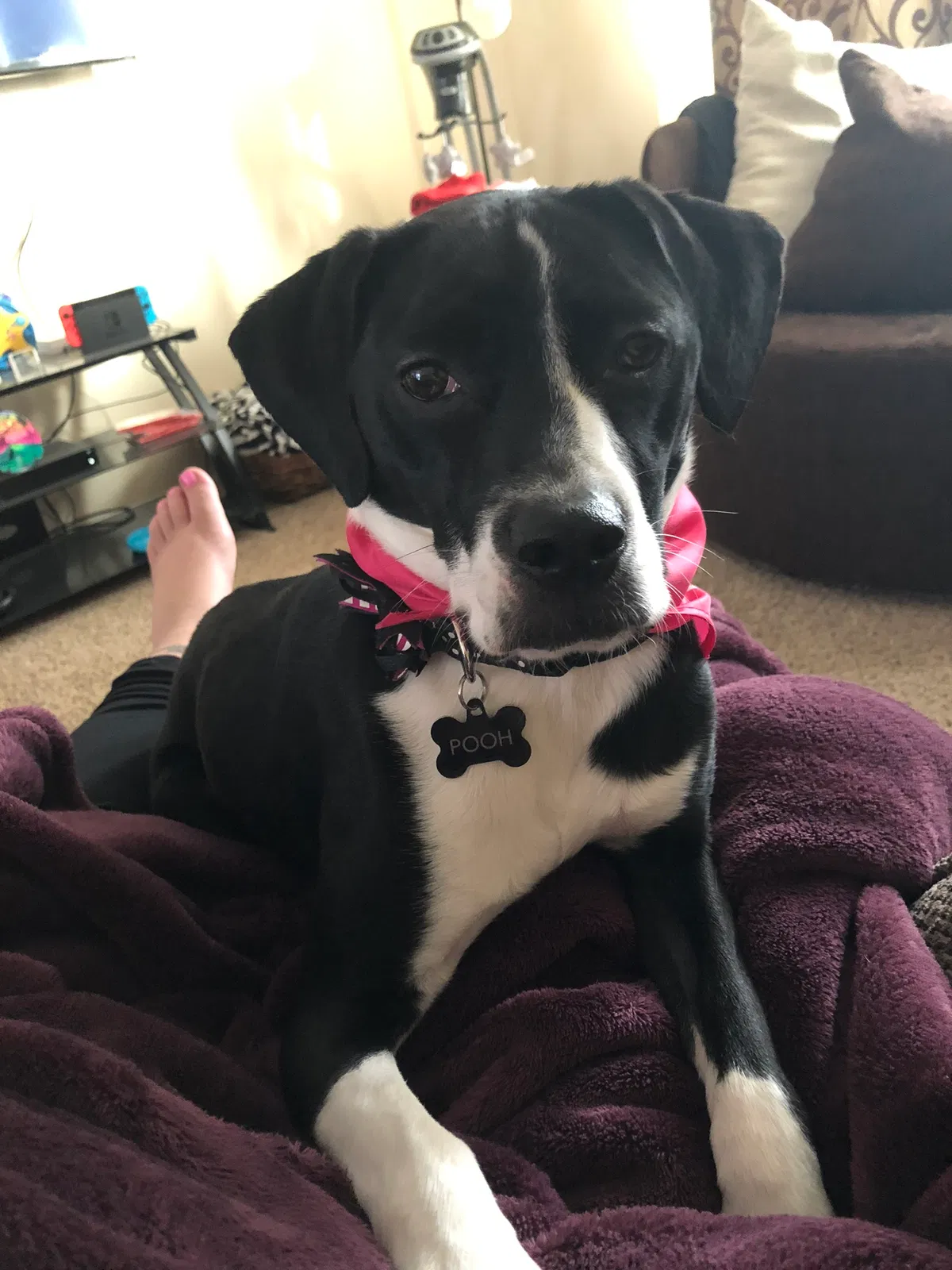 Lost dog in Cincinnati, OH, 45247