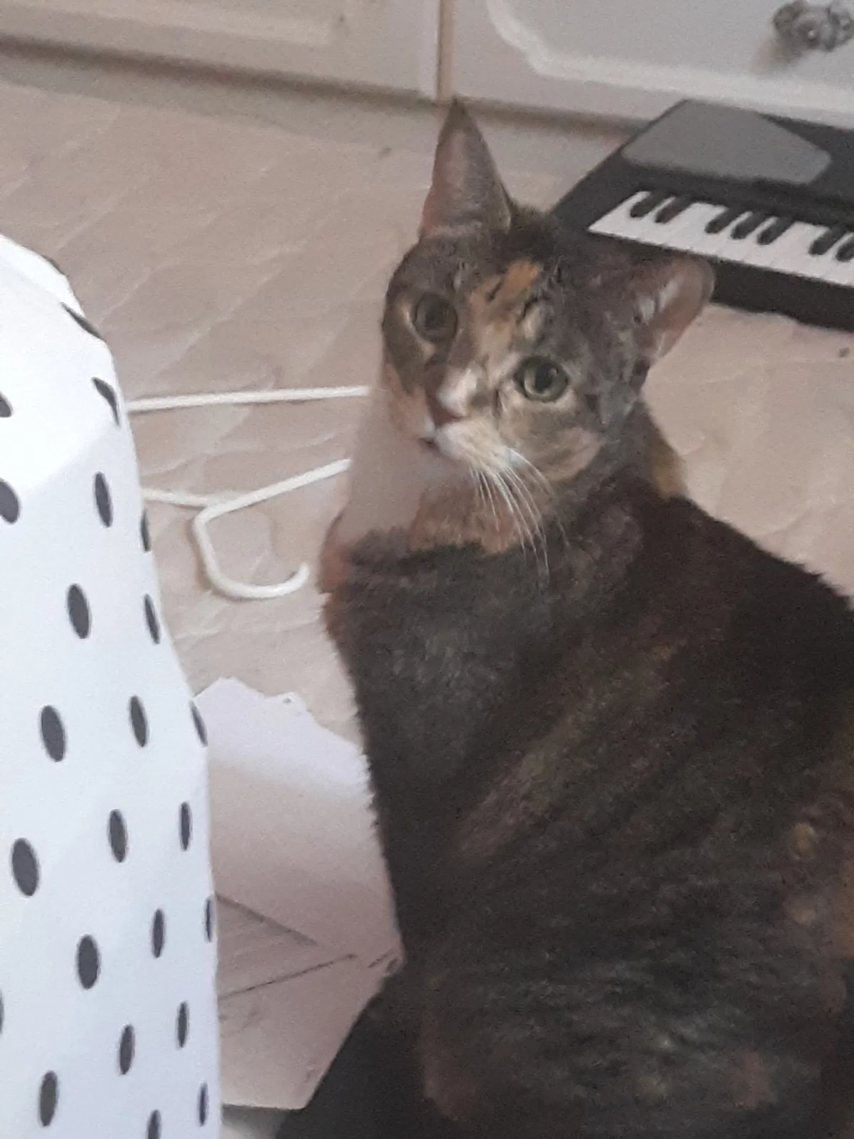 Lost cat in Miami, FL, 33127