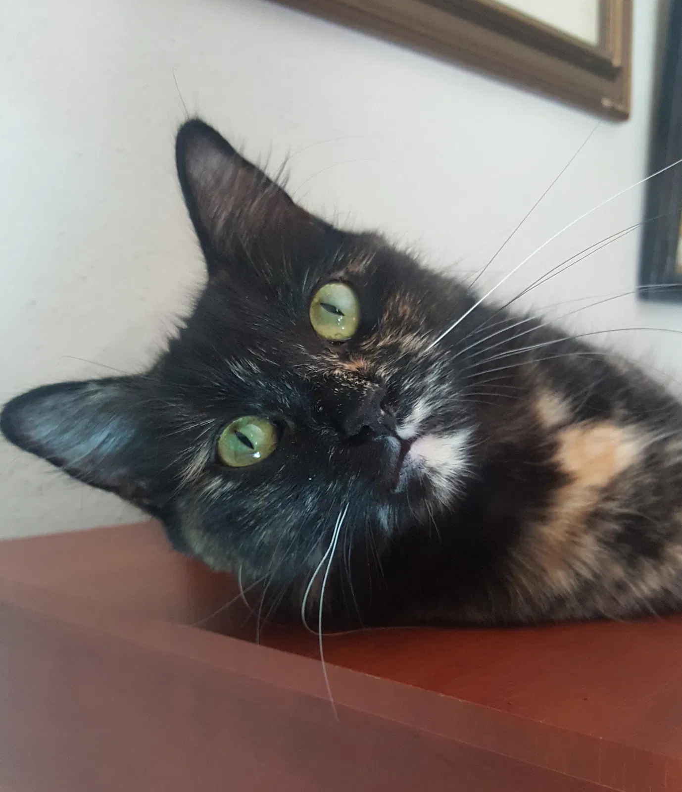 Lost cat in Houston, TX, 77070
