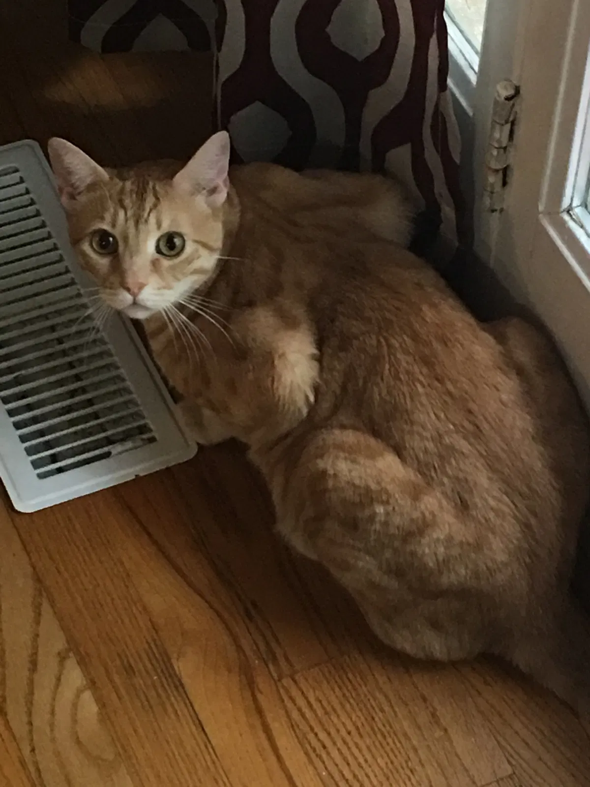 Lost cat in Maylene, AL, 35114