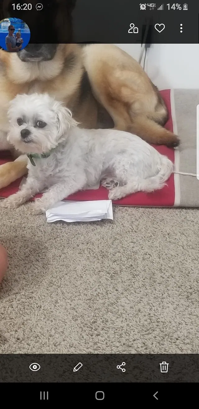 Lost dog in Wichita, KS, 67212