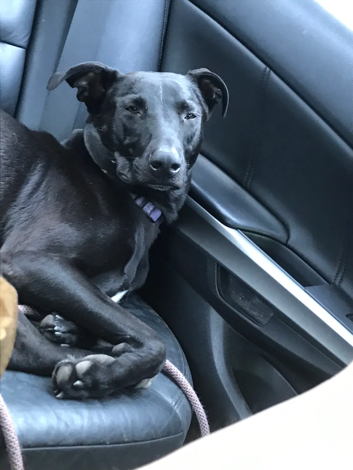 Lost dog in Wichita, KS, 67209