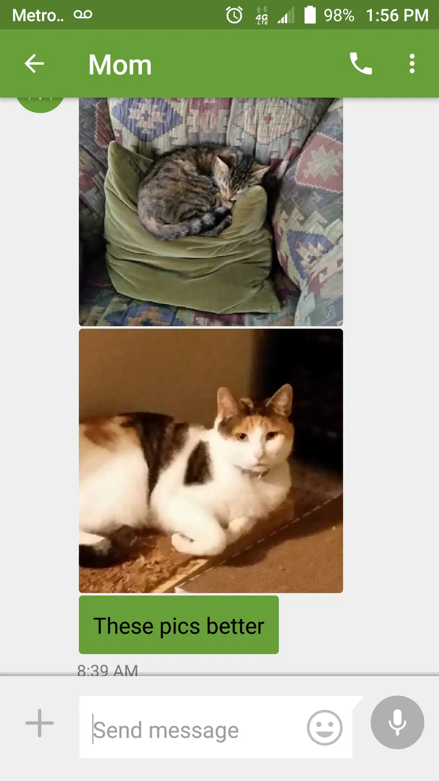 Lost cat in Pittsburgh, PA, 15237