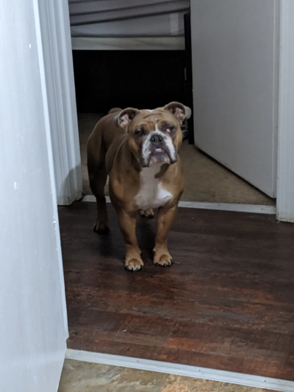 Lost dog in Erlanger, KY, 41018