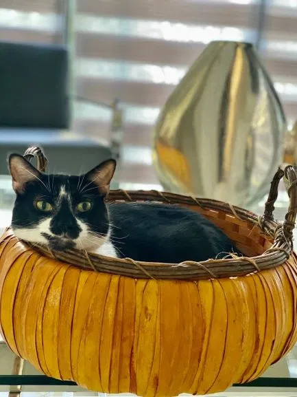 Lost cat in Hialeah, FL, 33018