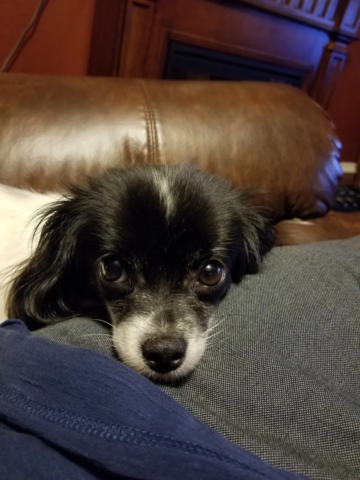 Lost dog in Mission, TX, 78572