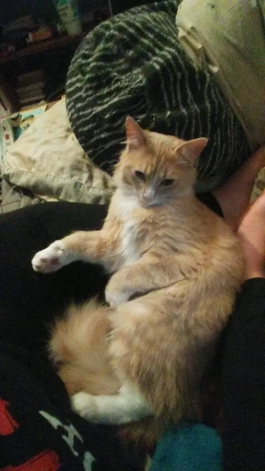 Lost cat in Pinson, AL, 35126