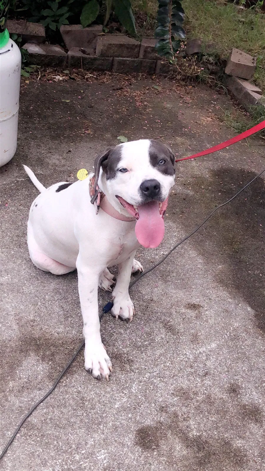 Lost dog in Maryville, TN, 37803
