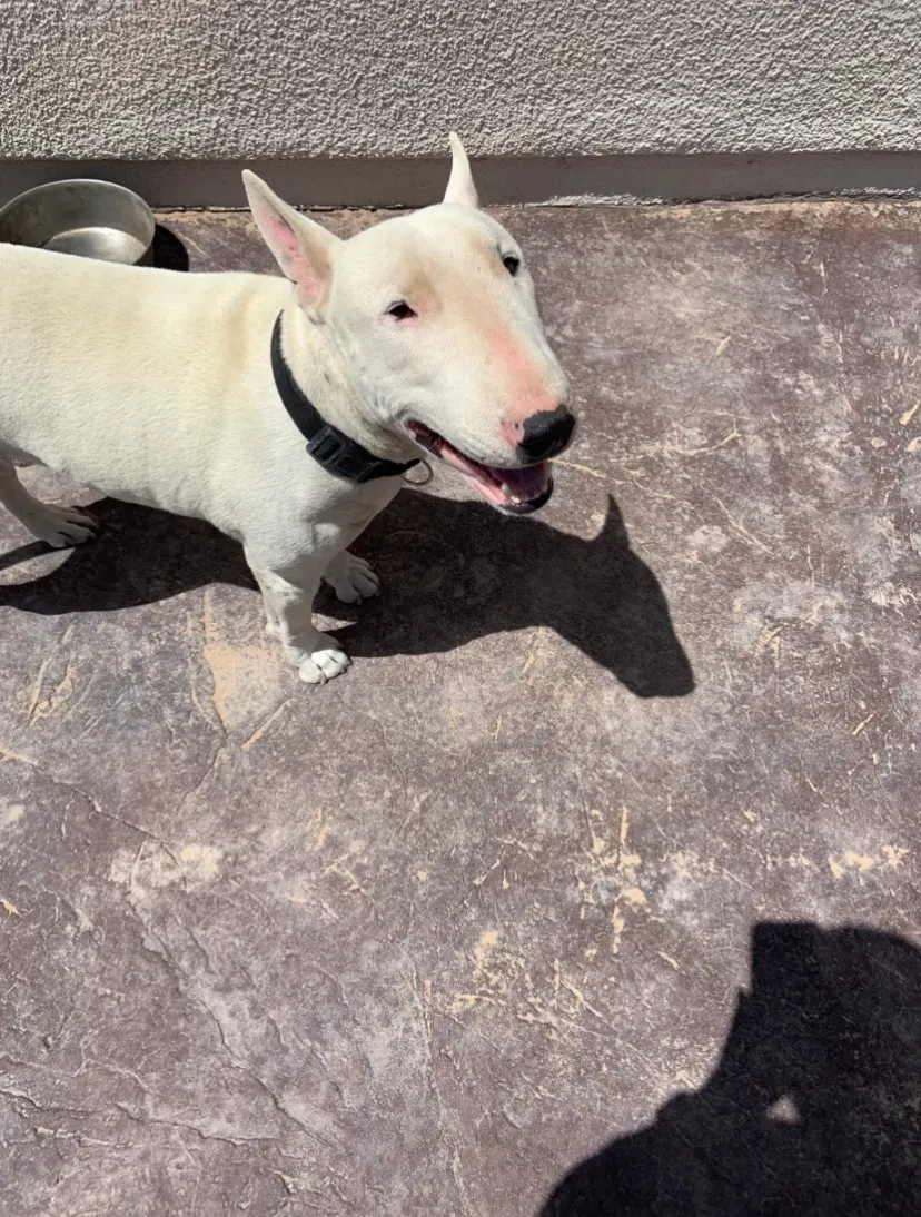 Lost dog in El Paso, TX, 79928