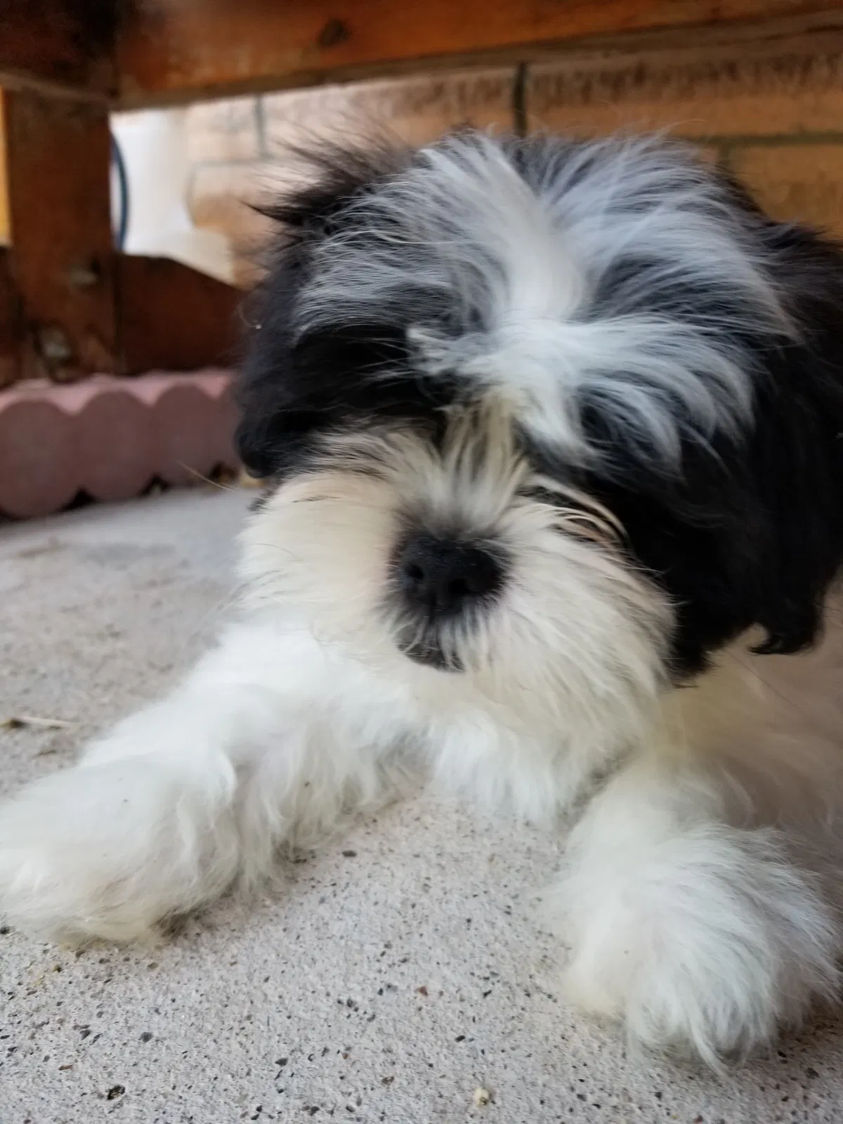 Lost dog in Mission, TX, 78572