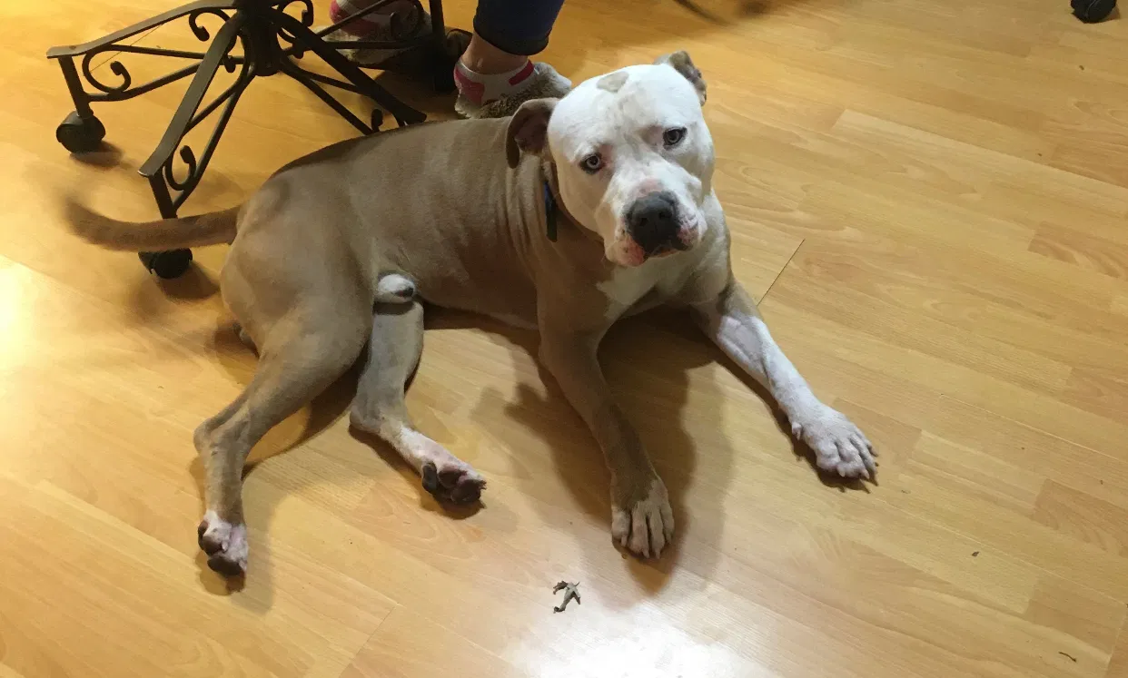 Lost dog in Ward, AR, 72176