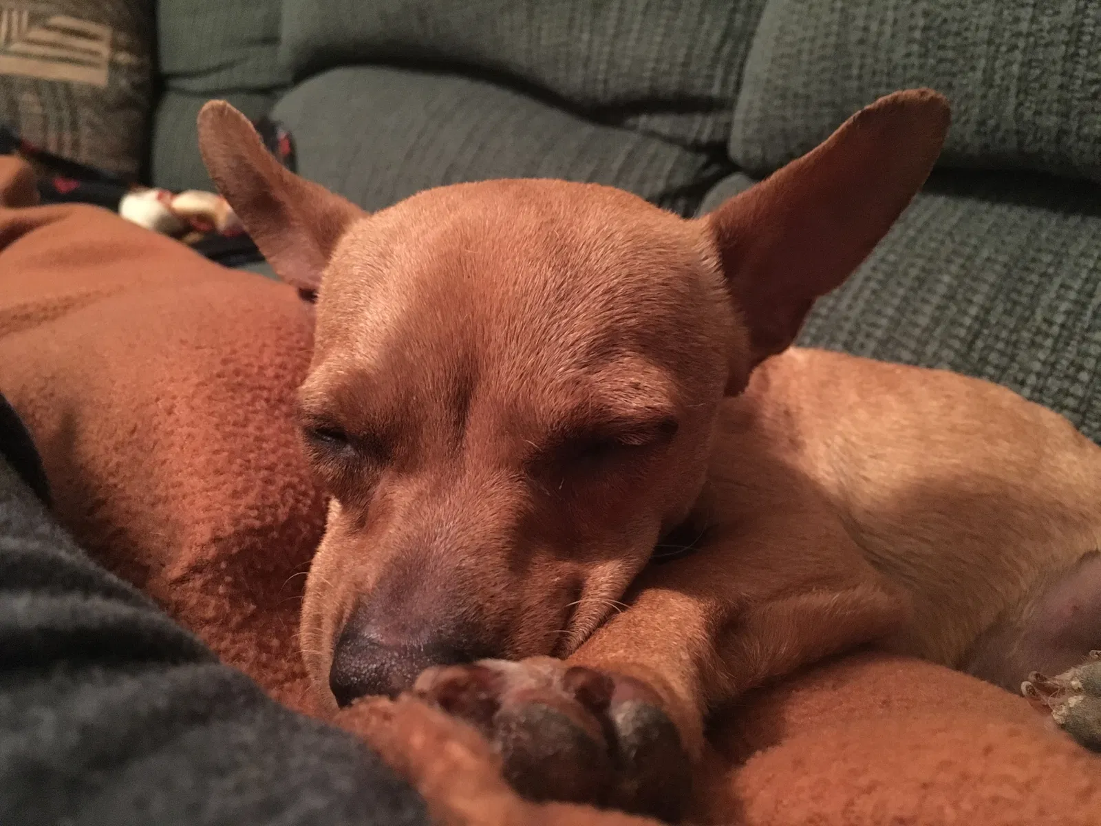 Lost dog in El Paso, TX, 79915