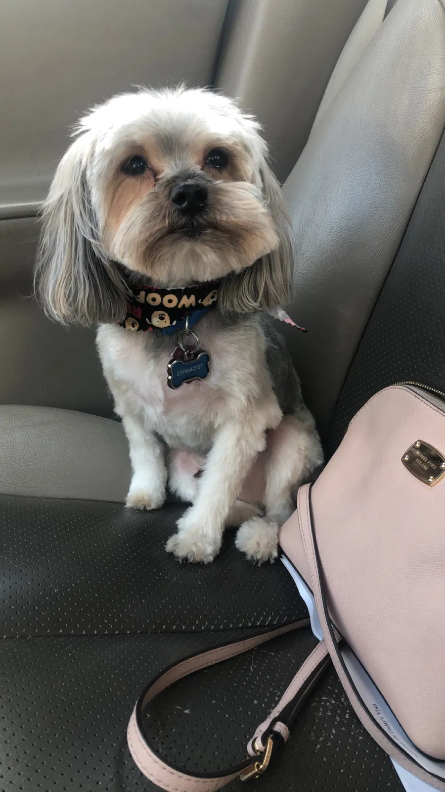 Lost dog in Fort Myers, FL, 33901