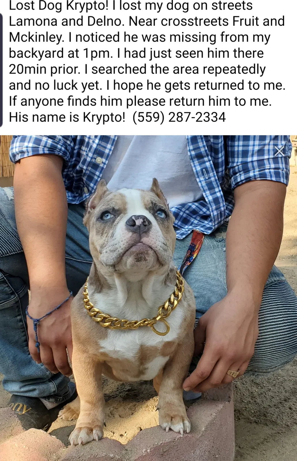 Lost dog in Fresno, CA, 93728