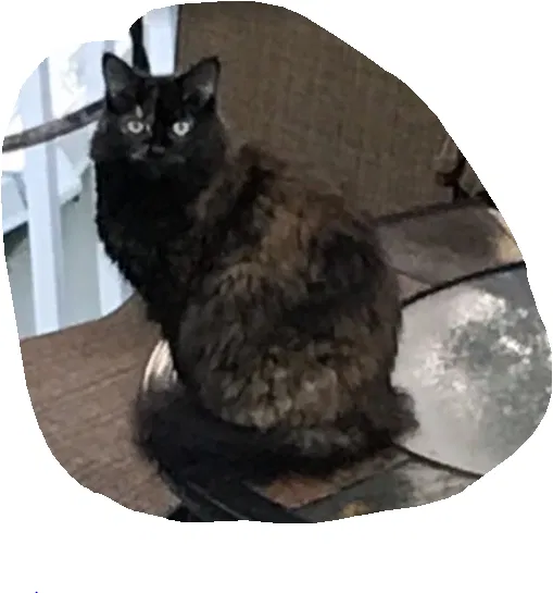 Lost cat in Cohoes, NY, 12047