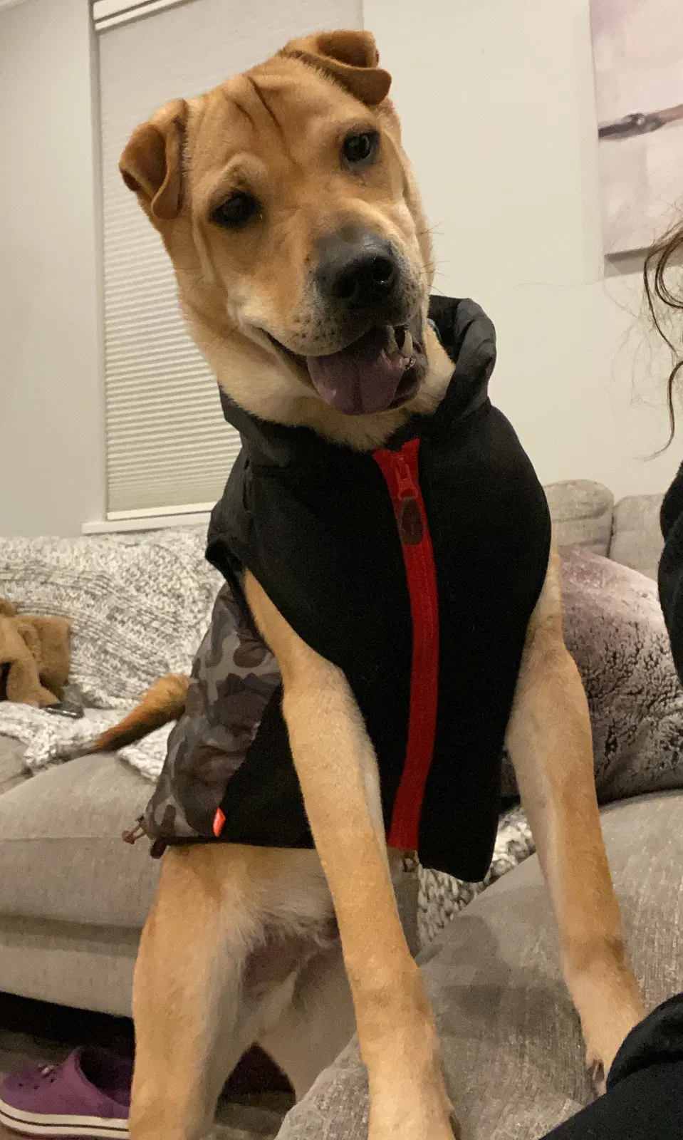 Lost dog in Woodside, NY, 11377