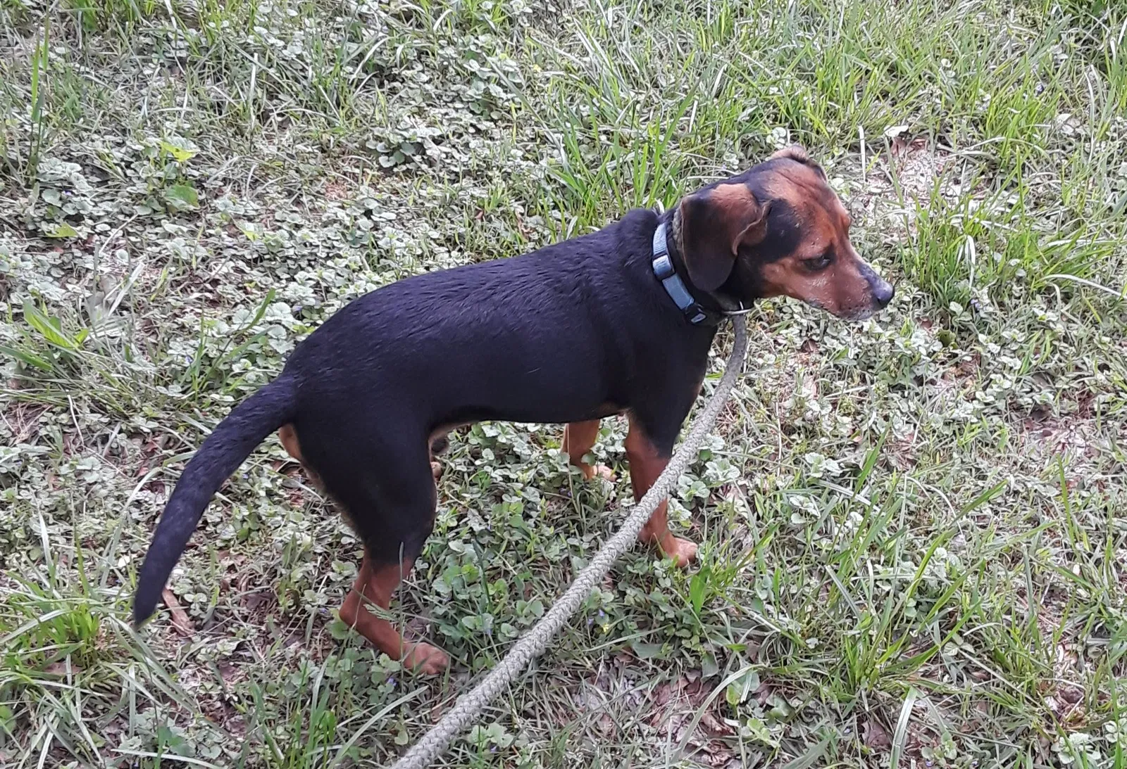 Lost dog in Pickens, SC, 29671
