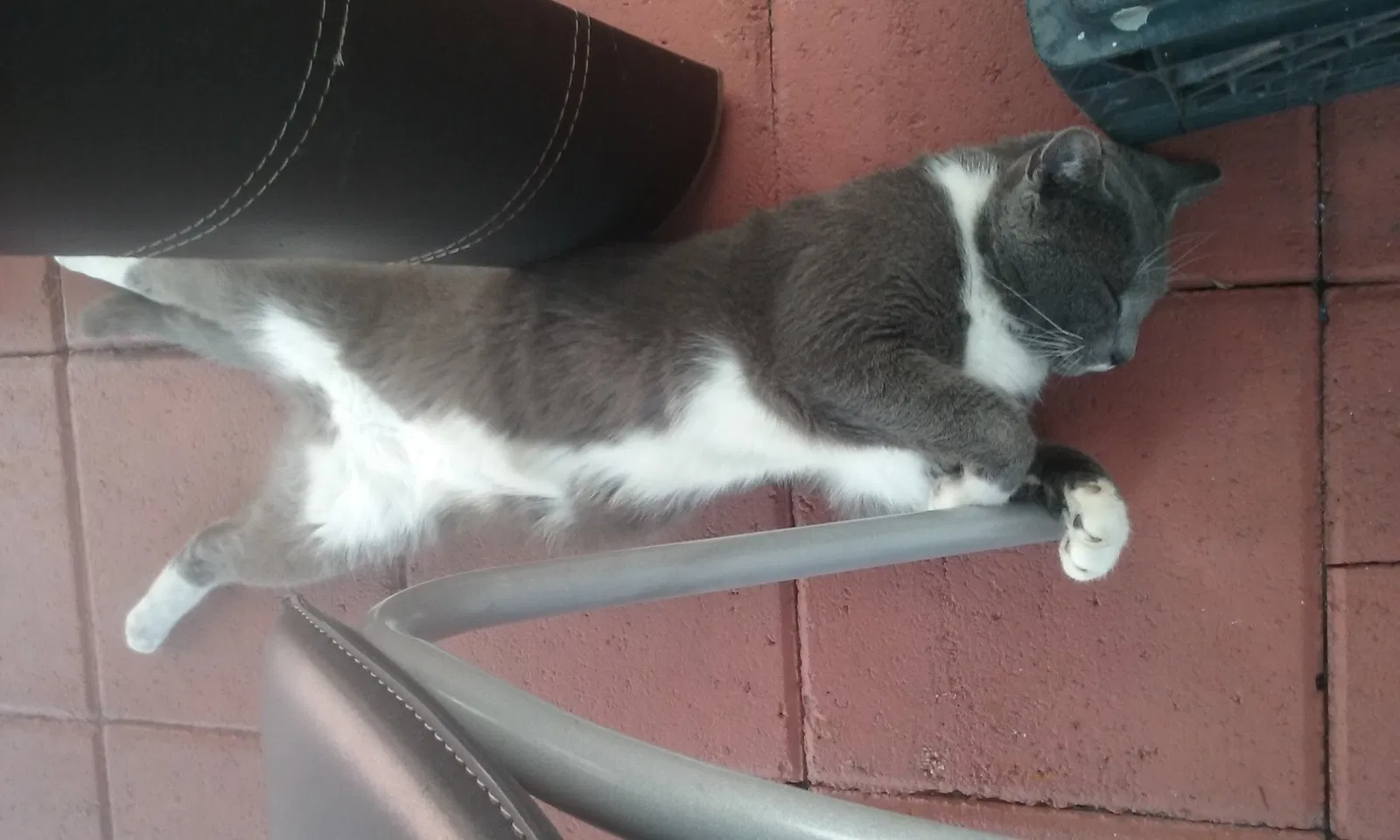 Lost cat in Valrico, FL, 33596