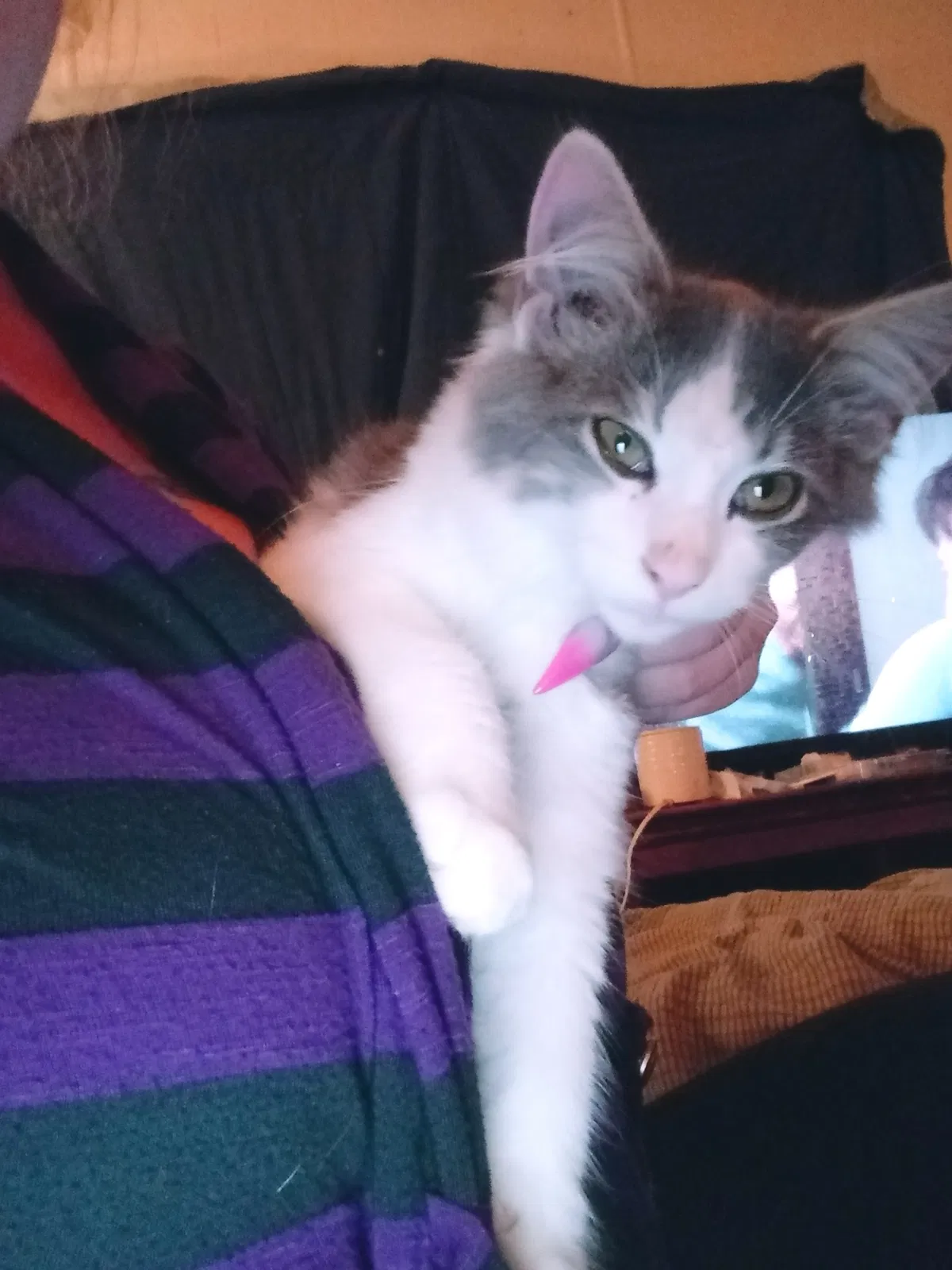 Lost cat in West Columbia, SC, 29169