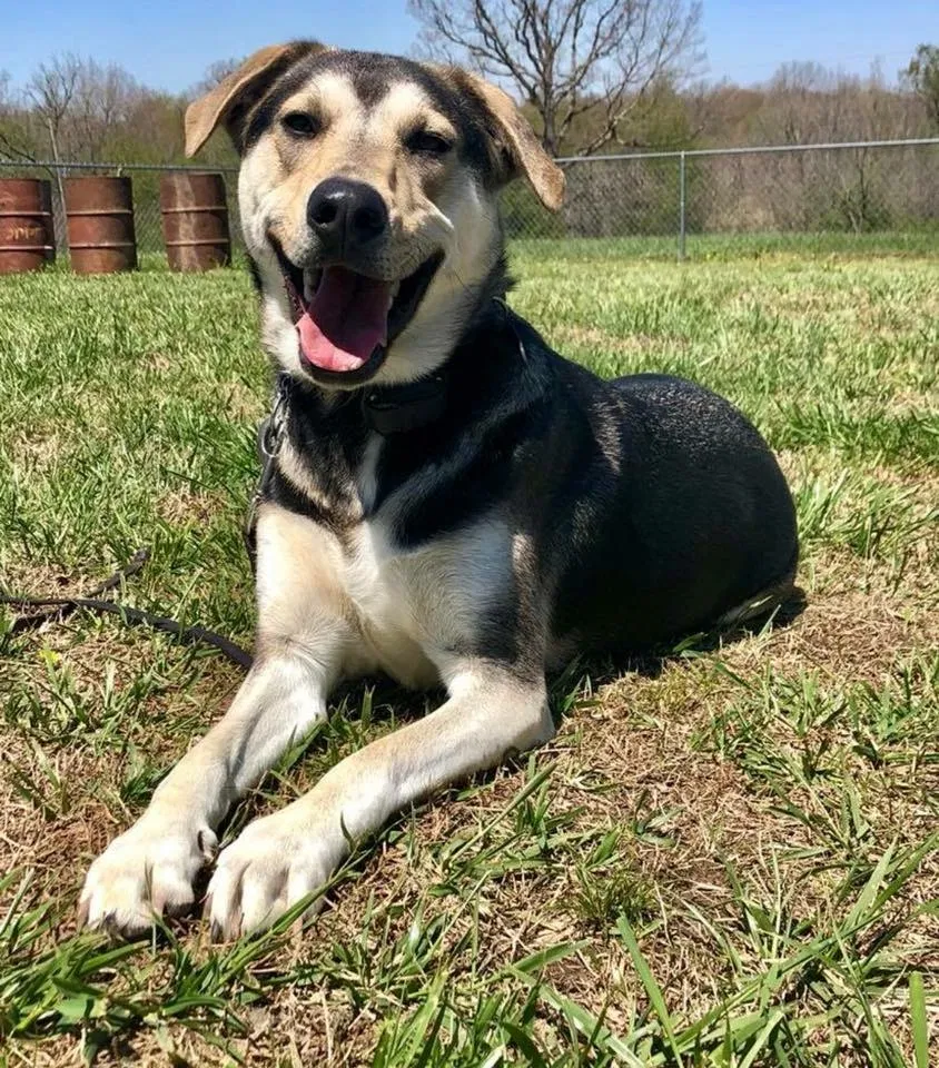 Lost dog in Eureka Springs, AR, 72632