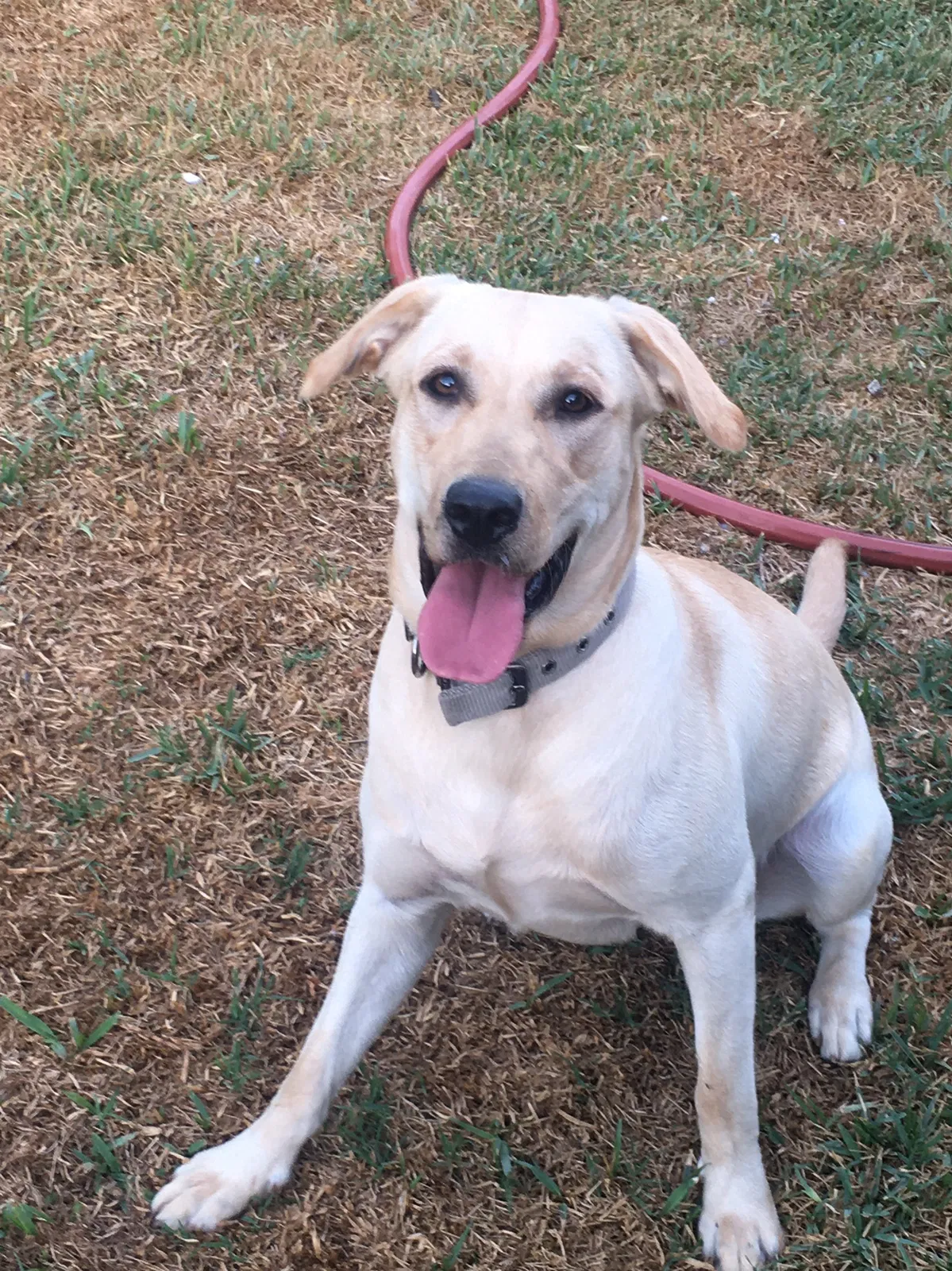 Lost dog in El Monte, CA, 91732