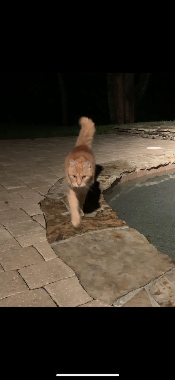 Lost cat in Port Orange, FL, 32128