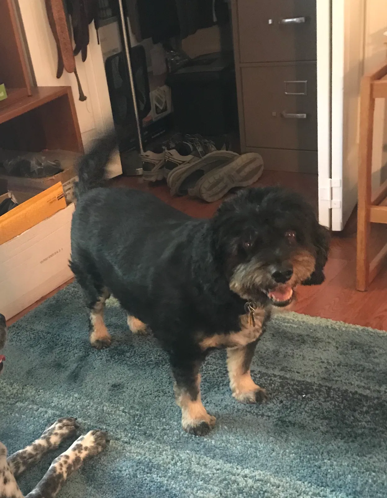 Lost dog in El Paso, TX, 79912