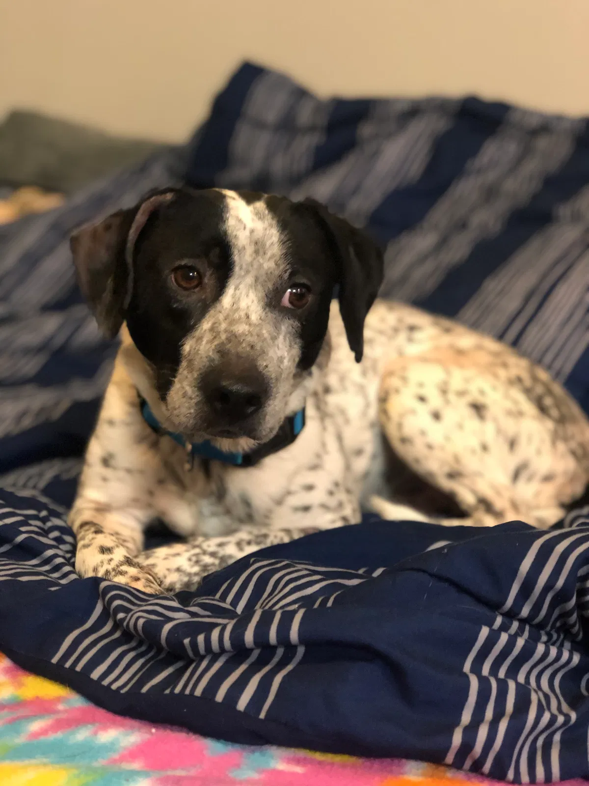 Lost dog in Myrtle Beach, SC, 29577