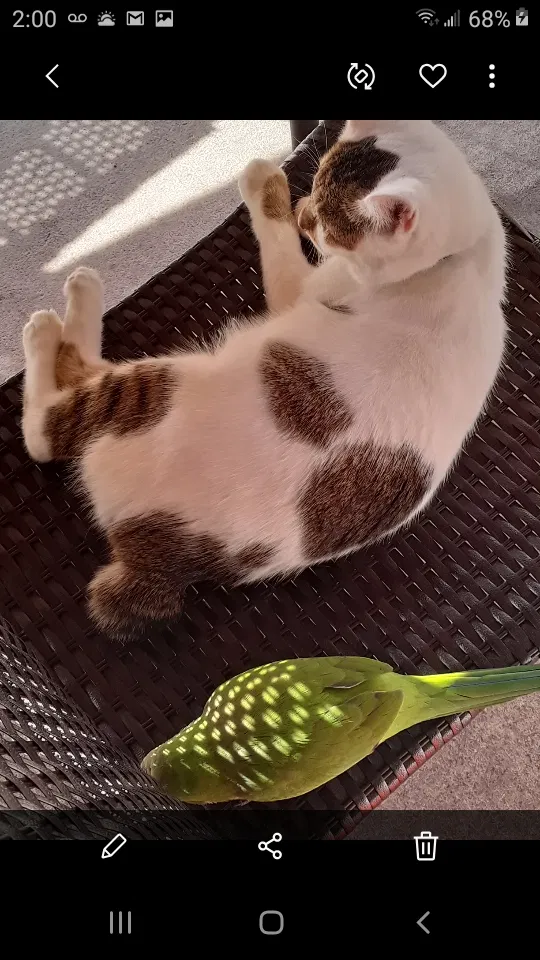 Lost cat in Orlando, FL, 32822