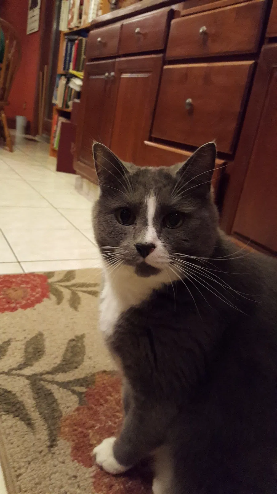Lost cat in Canfield, OH, 44406