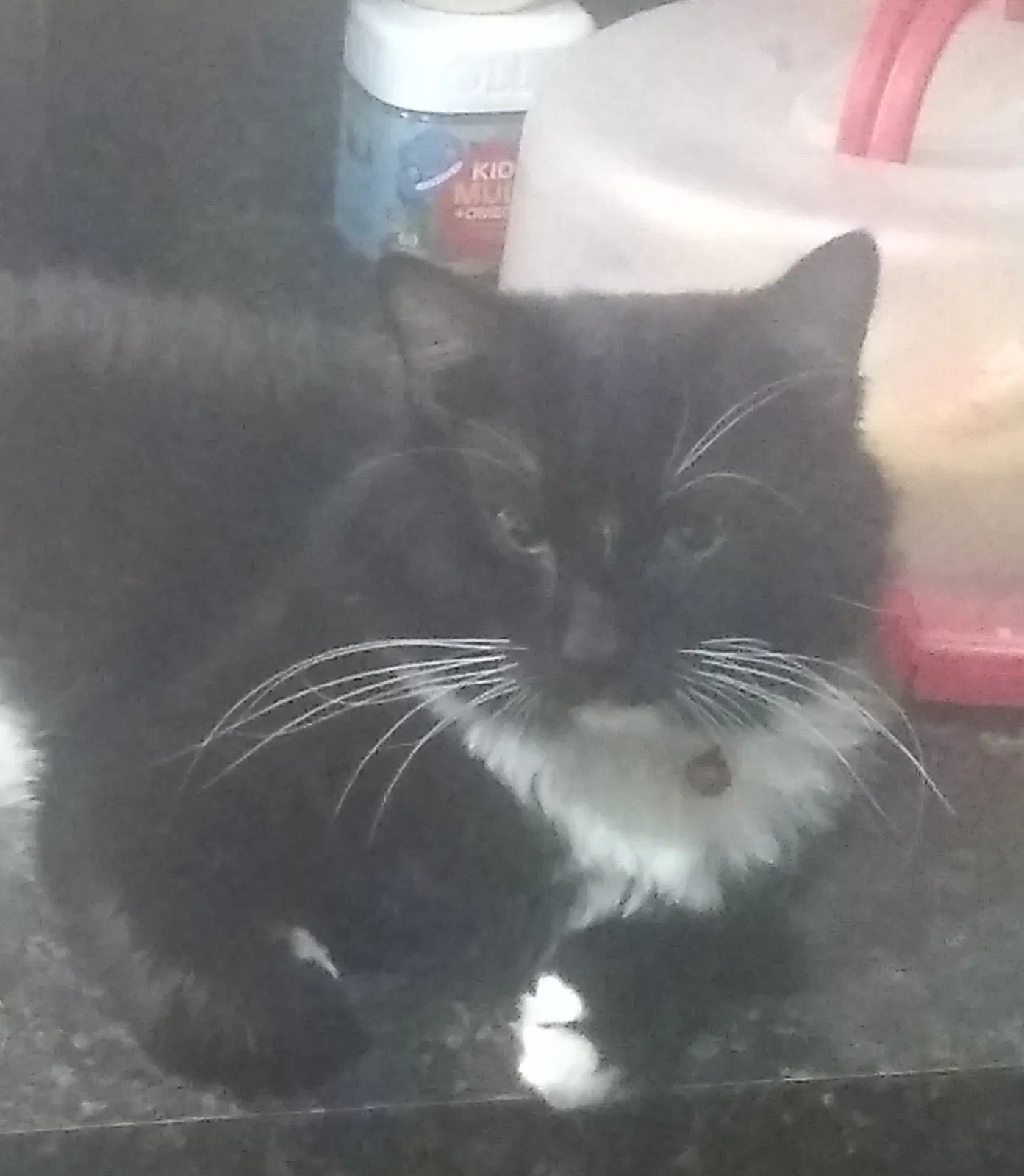 Lost cat in Goose Creek, SC, 29445